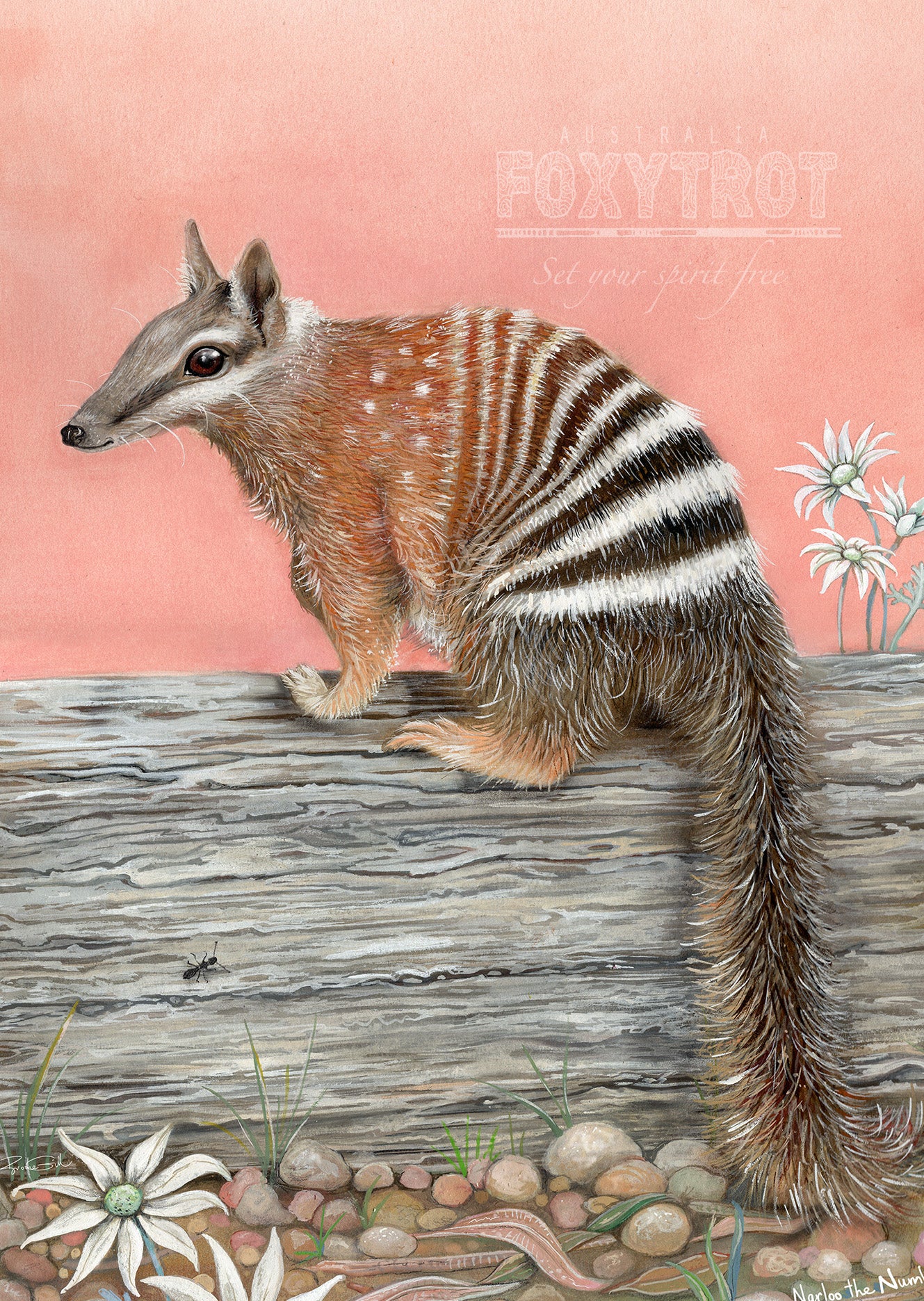 Narloo the Numbat