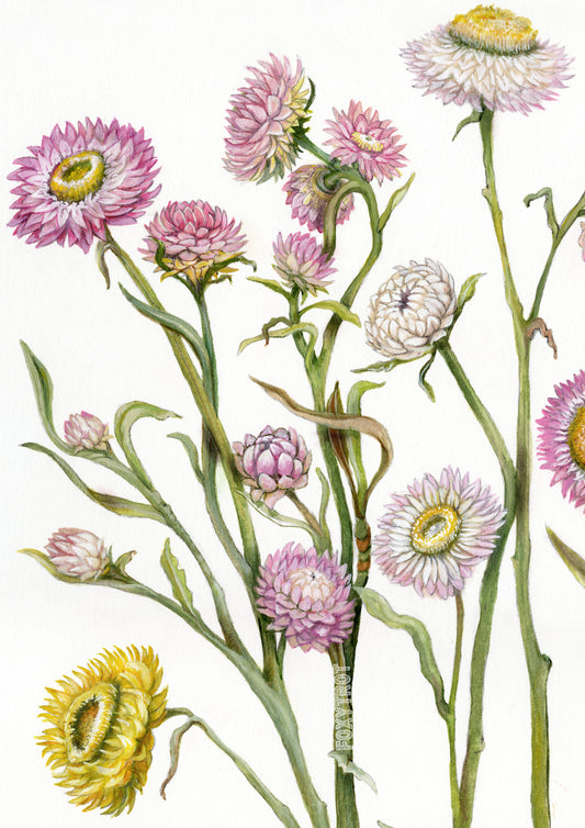 Paper Daisies Card