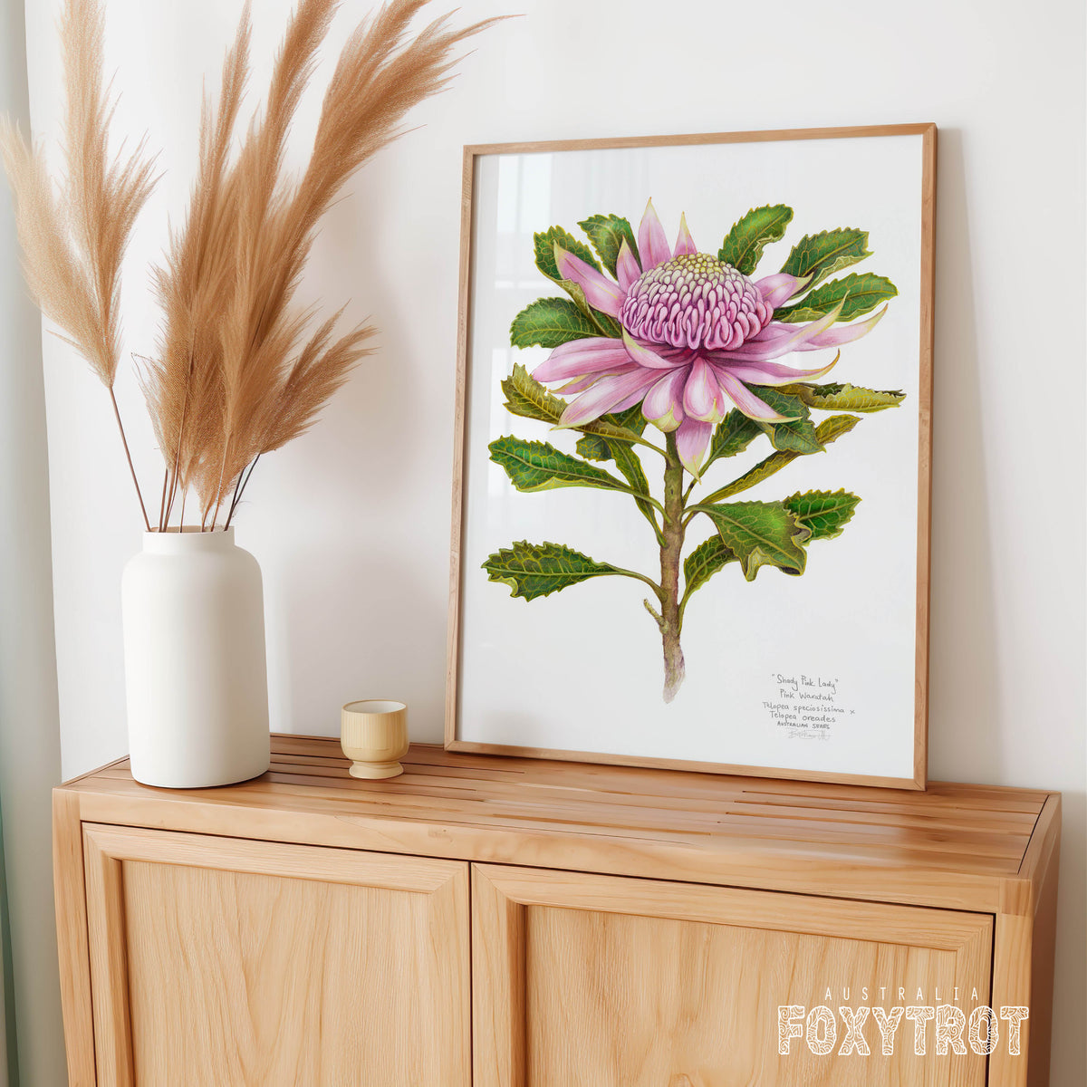 Pink Waratah