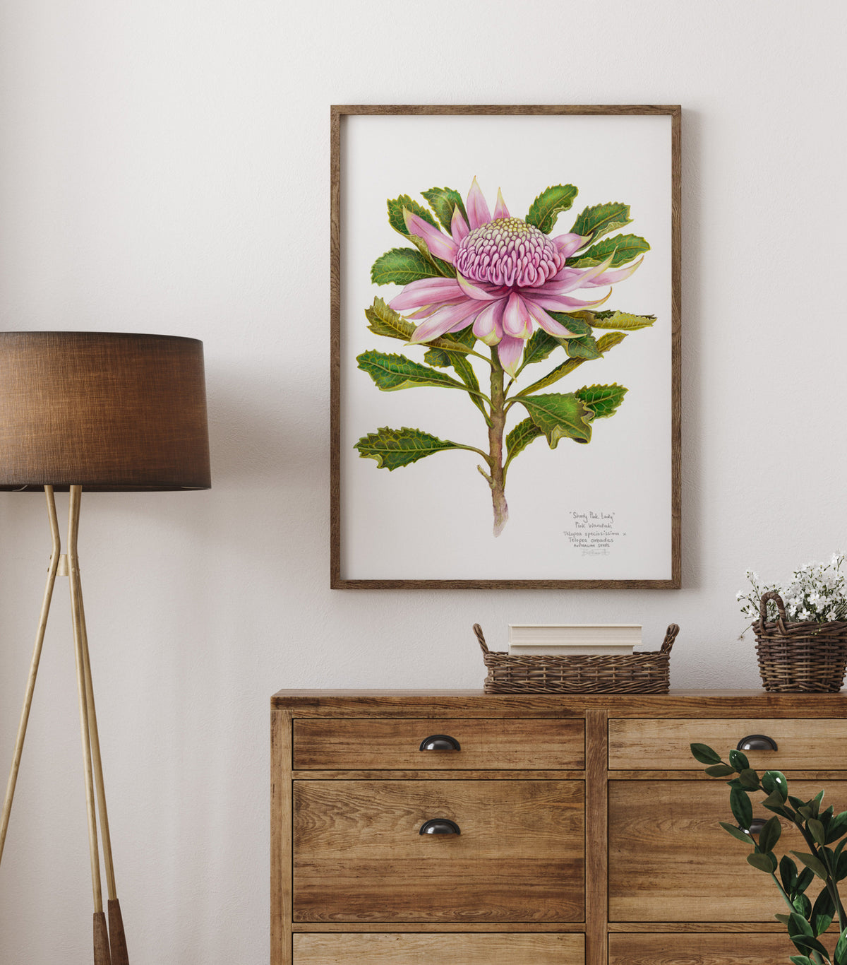 Pink Waratah