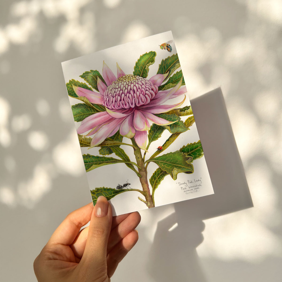Pink Waratah Card