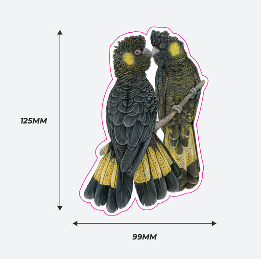 Yellow tailed Black Cockatoos Vinyl Sticker