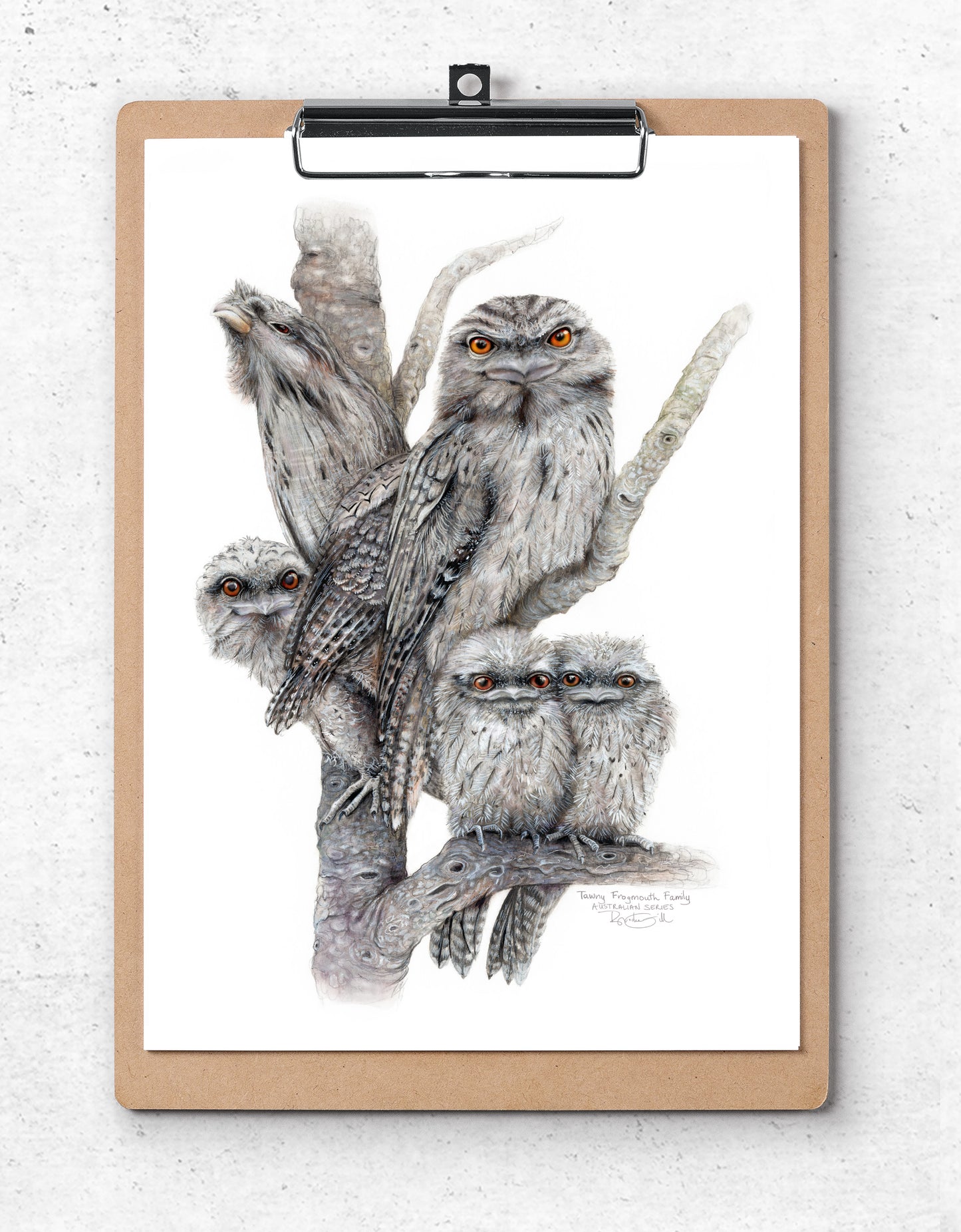 Tawny Frogmouth