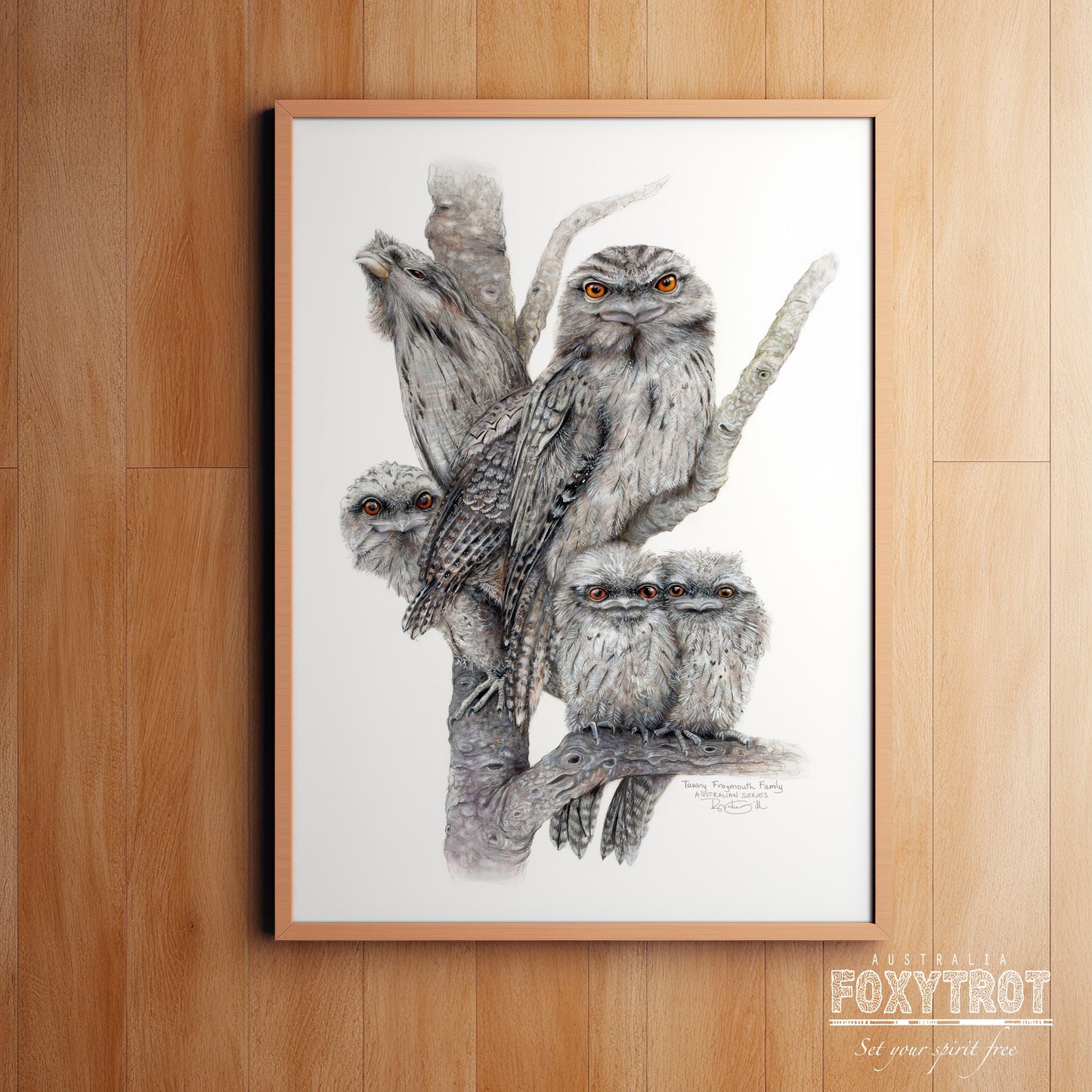 Tawny Frogmouth