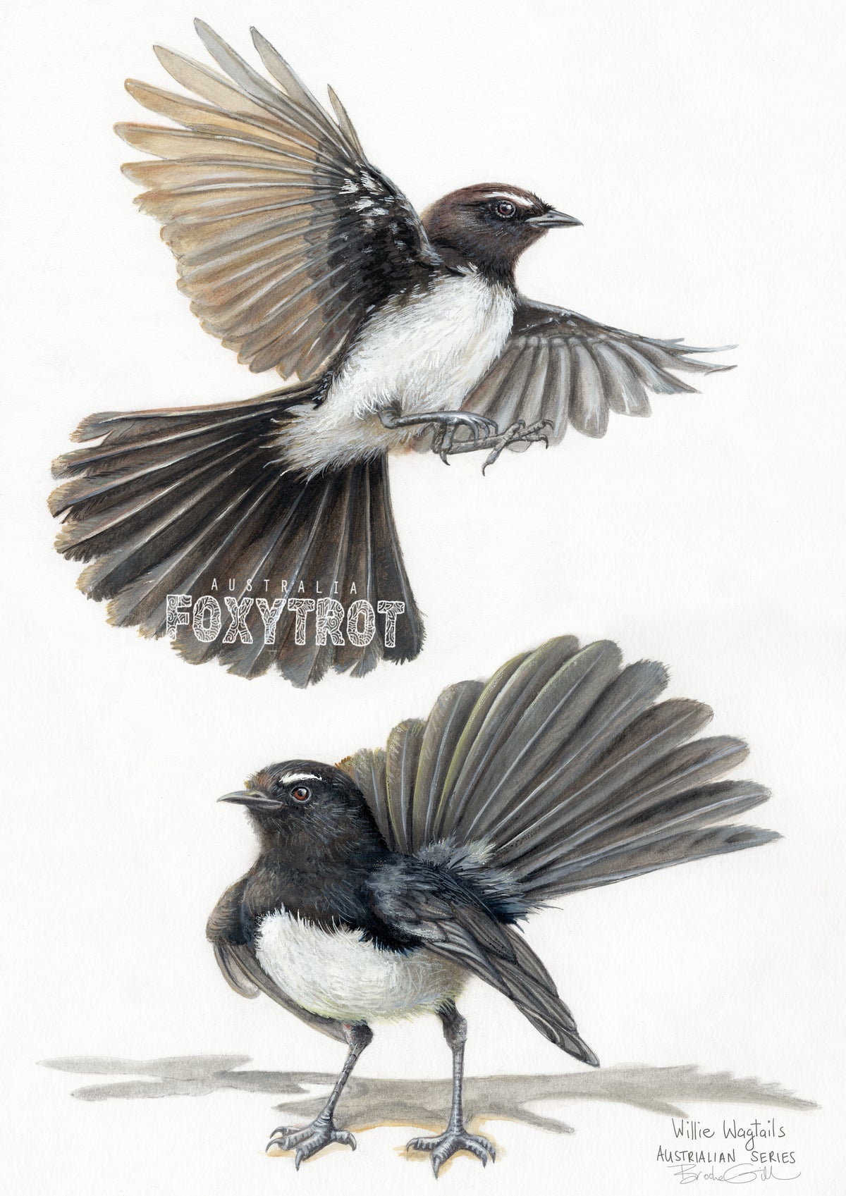 Willie Wagtails