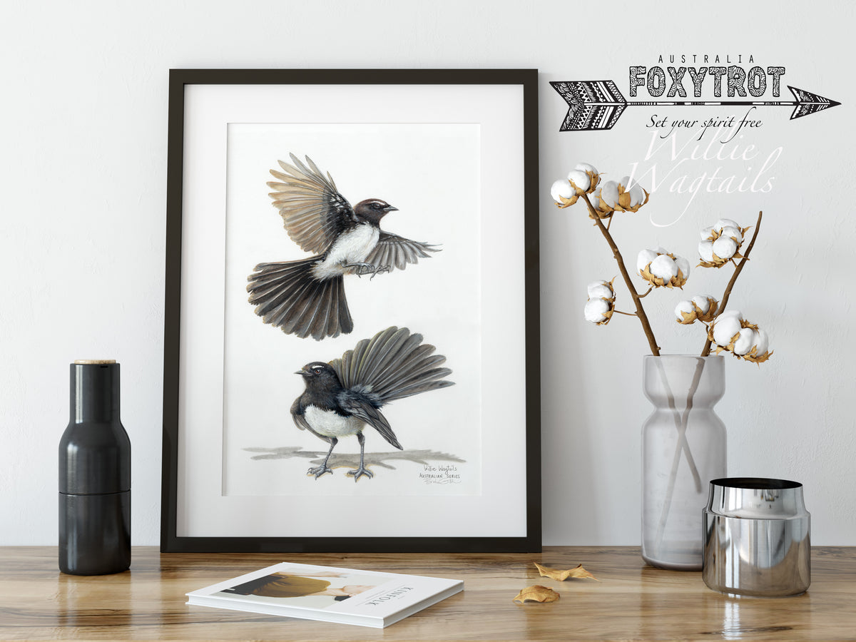 Willie Wagtails