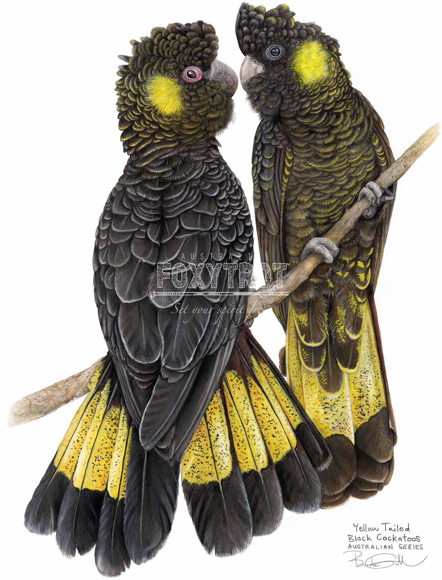 Yellow Tailed Black Cockatoos Tea Towel
