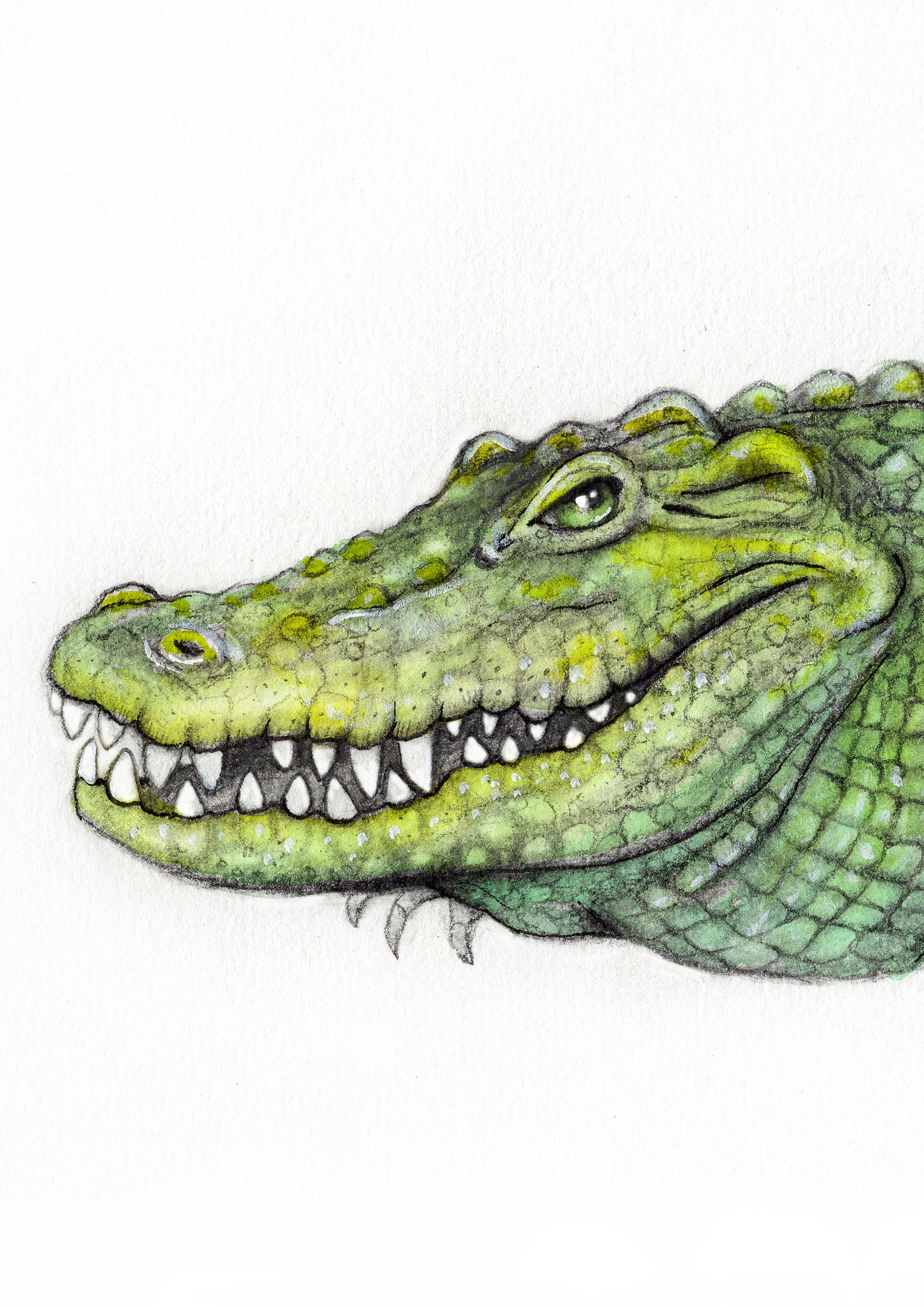 Saltwater Crocodile