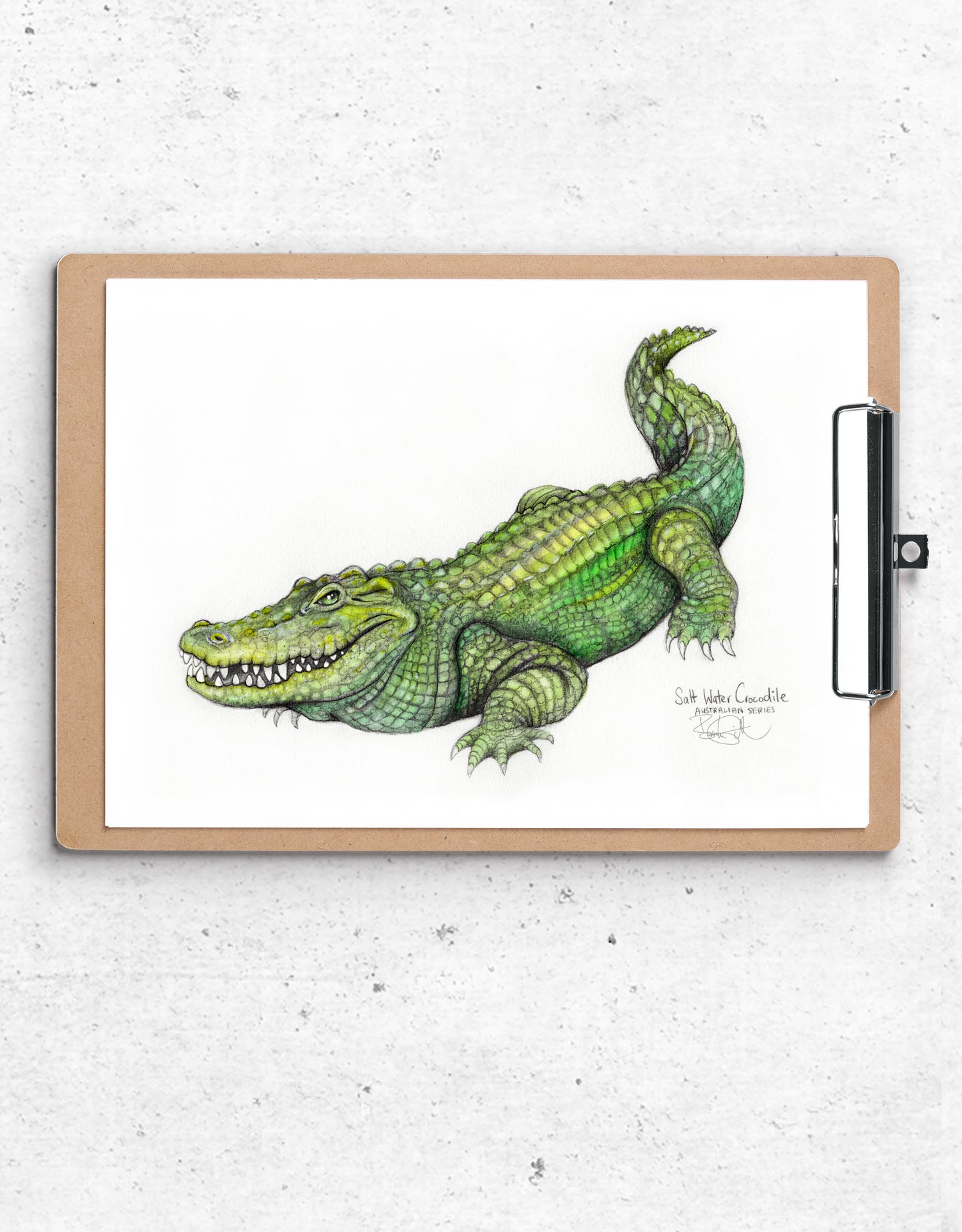 Saltwater Crocodile