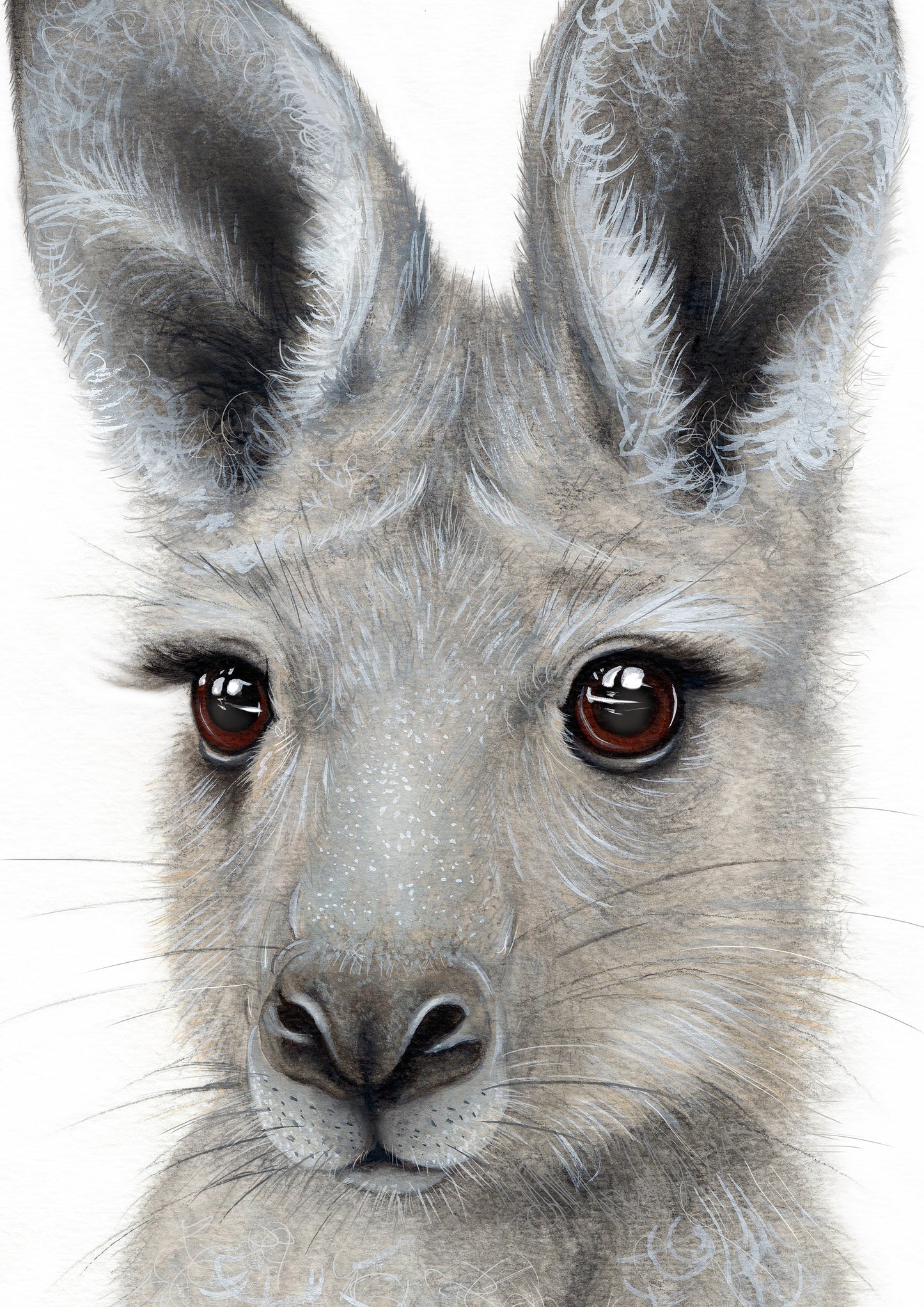 Eastern Grey Joey