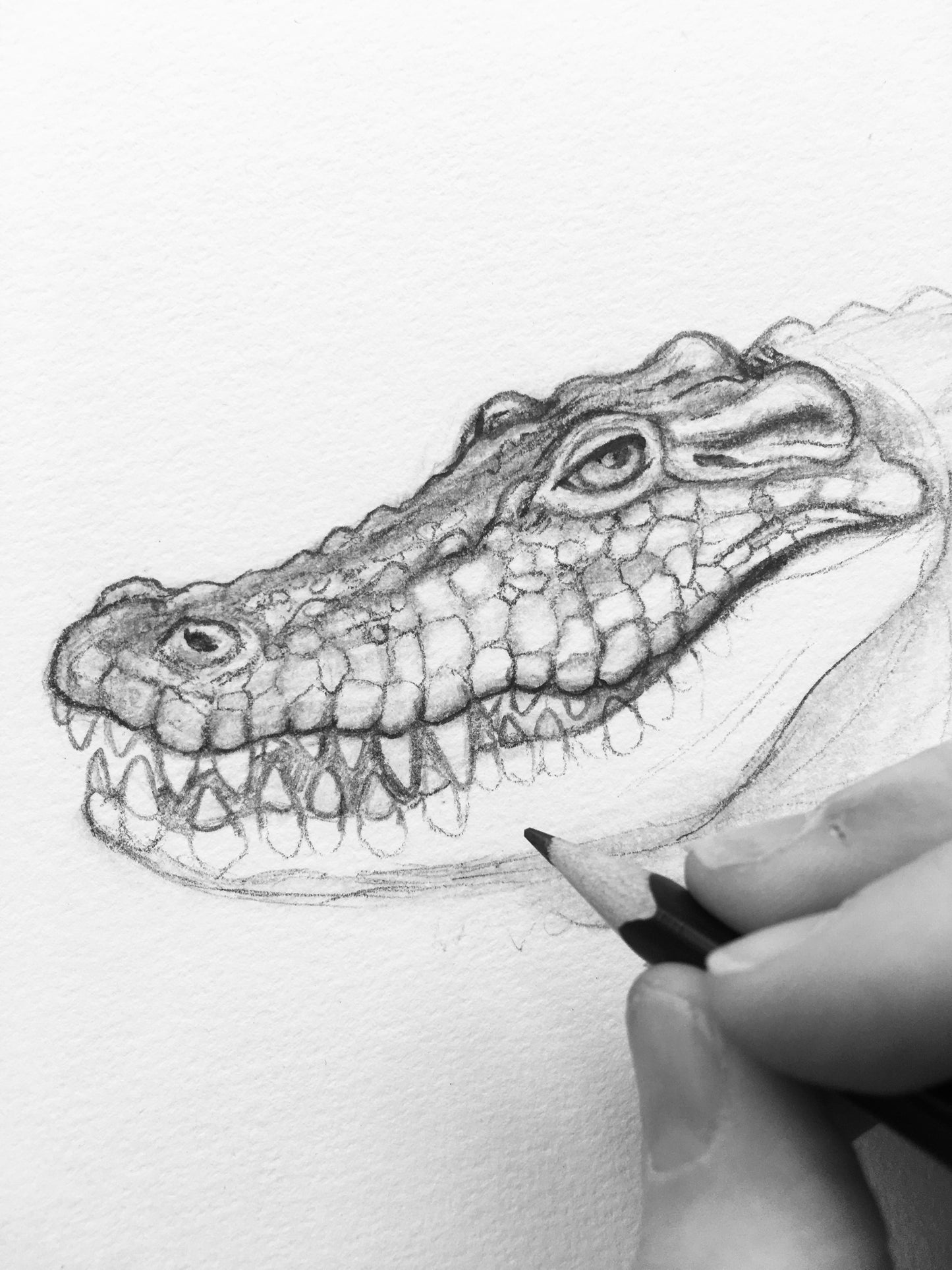 Saltwater Crocodile