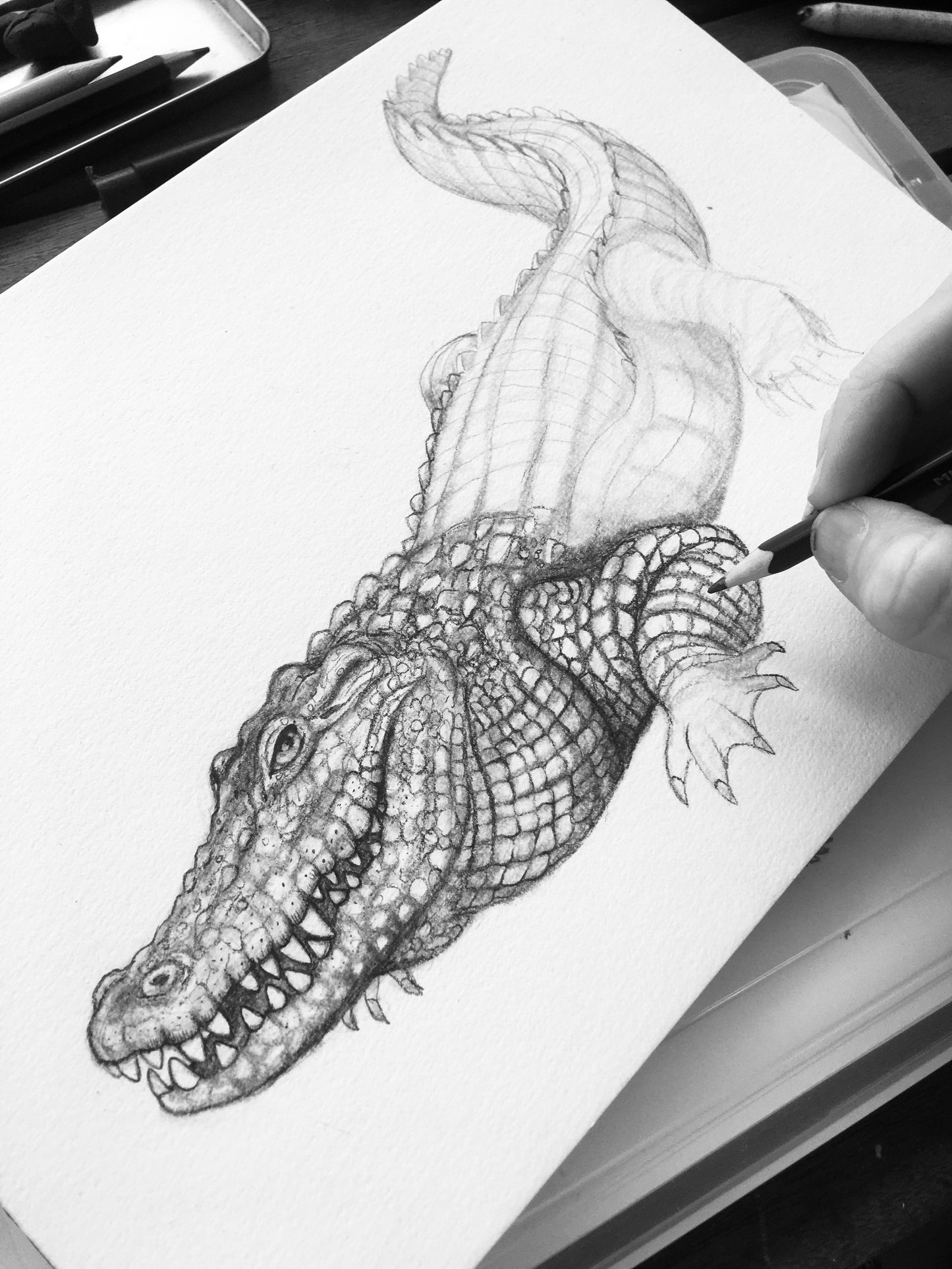 Saltwater Crocodile