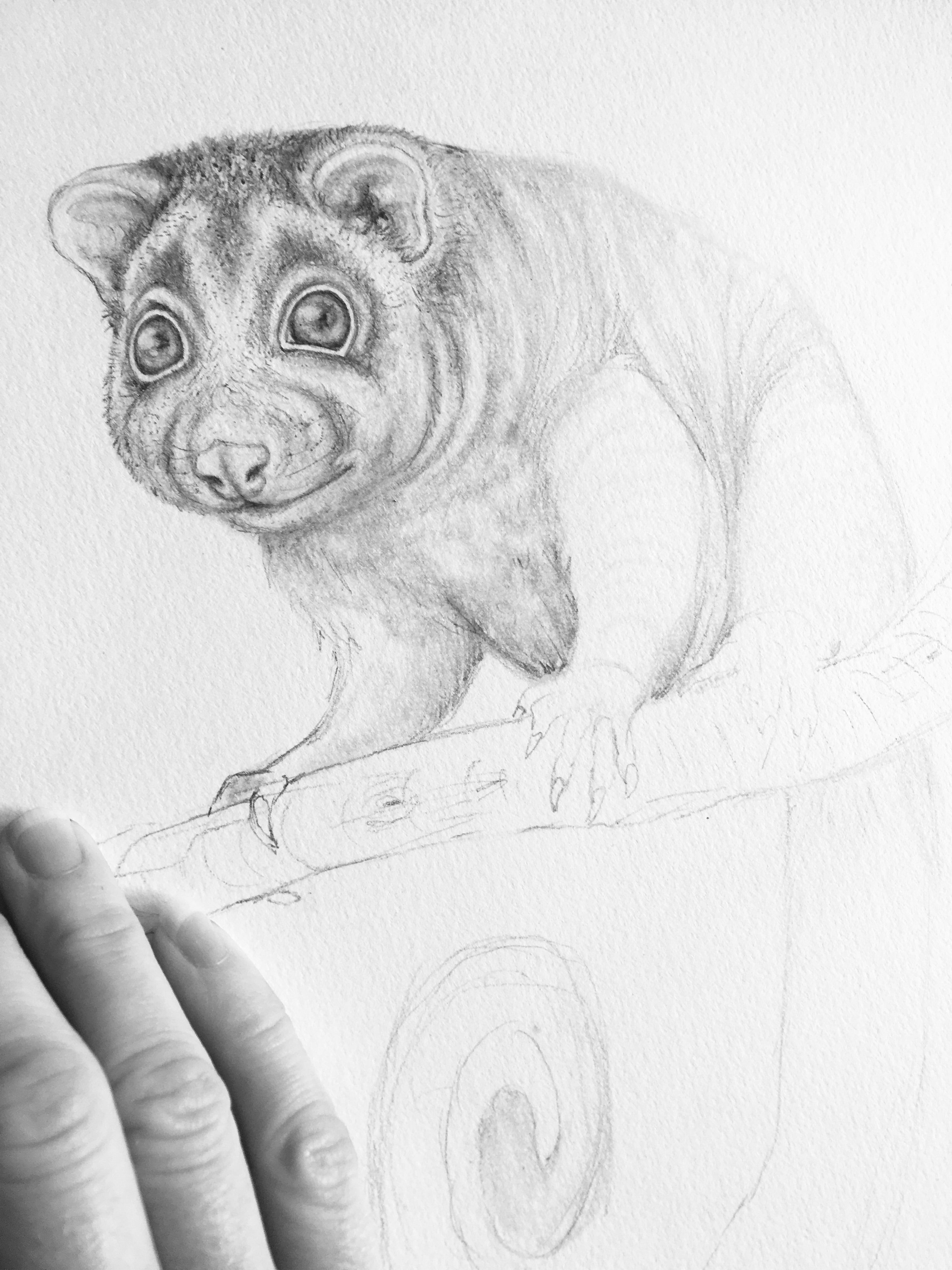 Ringtail Possum
