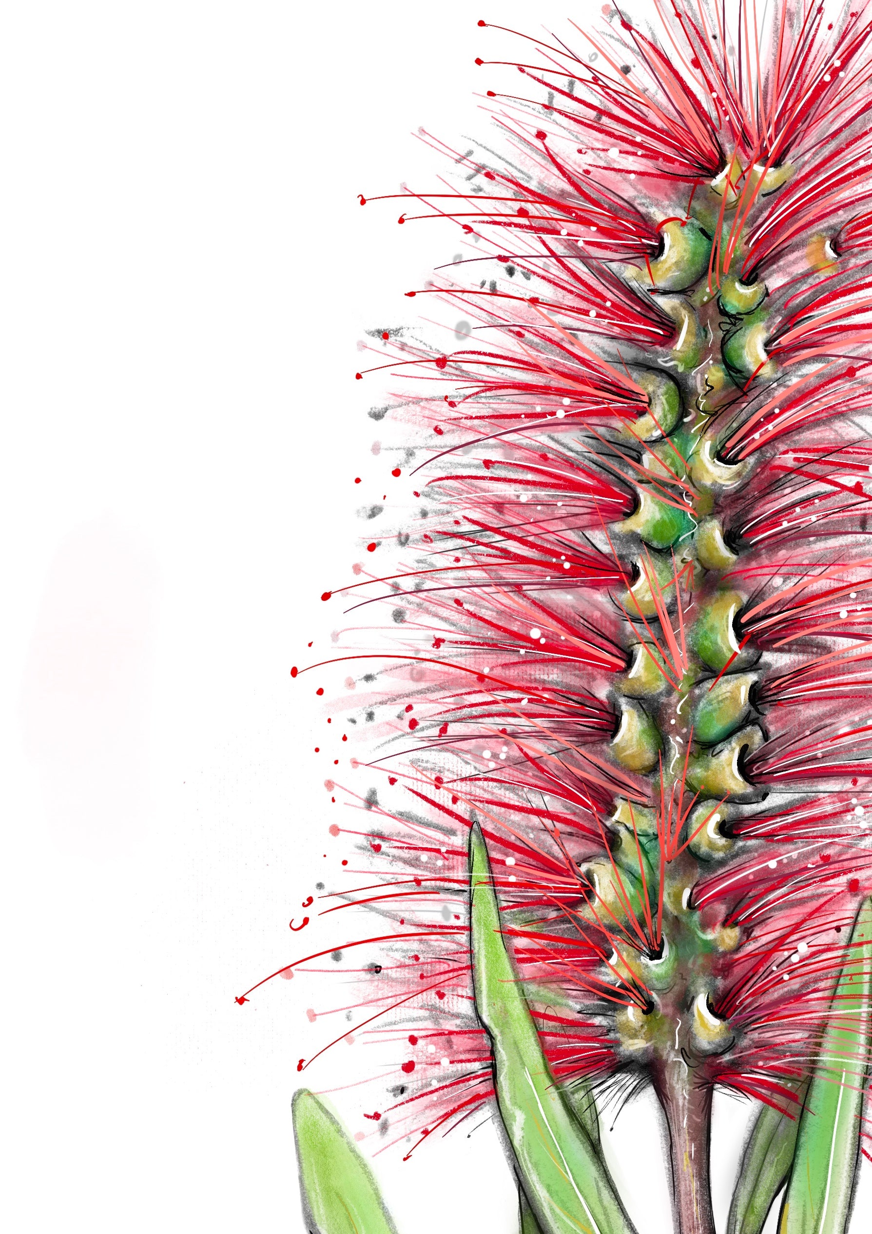 Yellow bottlebrush tree flower Australian bottlebrush realistic vector  illustration  CanStock