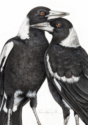 Magpie Lovebirds