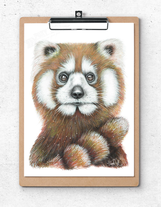 Mr Red the Red Panda